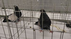 18.01.2026г Выставка в ЦСКА Москва ч.3