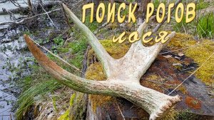 Поиск рогов лося. Как найти рога.