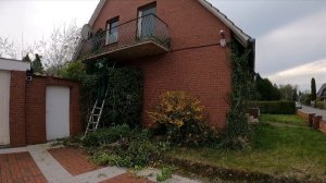 Кусторез. Обрезка разросшегося плюща