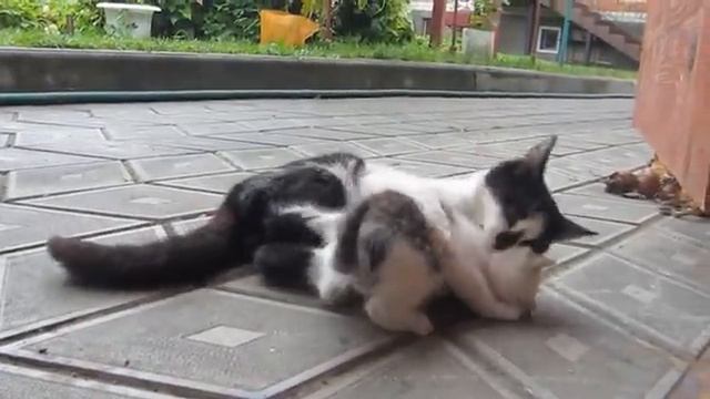 Школа котов, урок самообороны смотреть онлайн