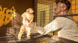 Анфиса ТАК СОСКУЧИЛАСЬ по папе что даже ВСТАЛА НА ЗАДНИЕ ЛАПЫ как человек