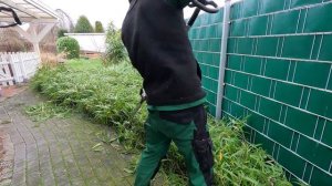 Кусторез. Преображение заросшего участка