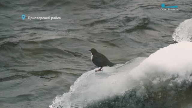 Воробей-экстремал оляпка, пара краснокнижных камышниц на зимовке и мастерицы ходить гоголем смотреть онлайн