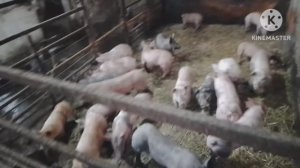 Везём поросят на Соболе заказчику. Обзор его фермы, тепло хорошо.