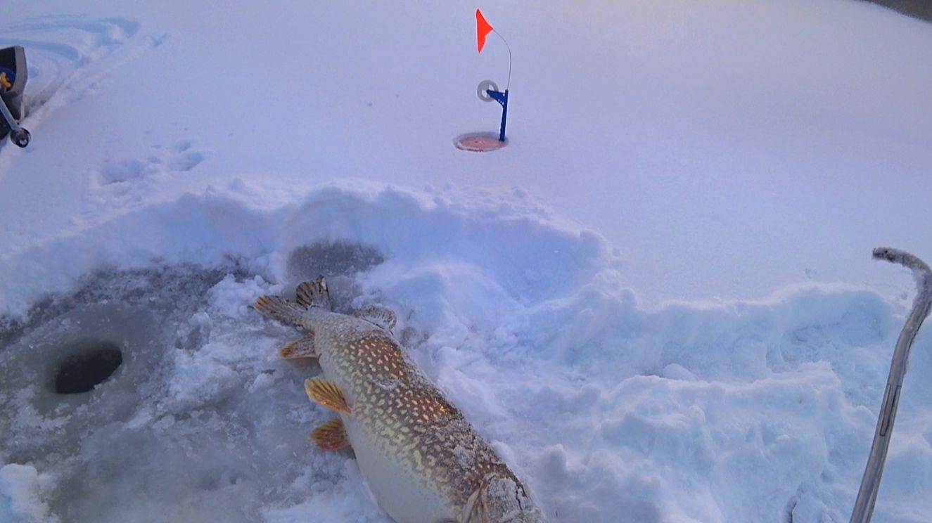 Огромная ЩУКА а за ней СУДАКИ! Зимняя рыбалка на жерлицы 2026! Ловля судака на вибы со льда! смотреть онлайн