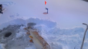 Огромная ЩУКА а за ней СУДАКИ! Зимняя рыбалка на жерлицы 2026! Ловля судака на вибы со льда!