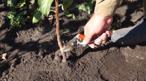 Каким должен быть саженец яблони?