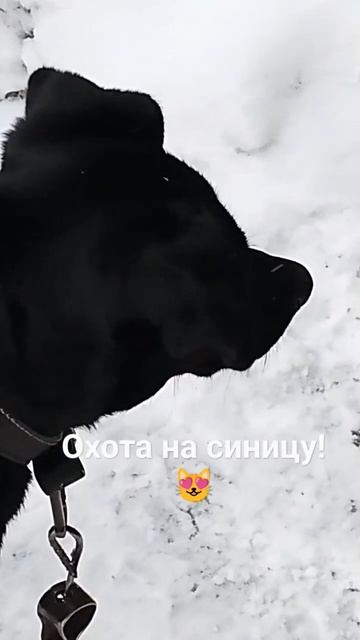 Дозор испортил всю охоту!🙀 Юмор с животными. 22-01-2026 смотреть онлайн