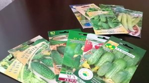 Мой выбор огурцов на предстоящий сезон. Лучшие гибриды огурцов