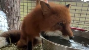 Лиса-Алиса. Лиса наблюдает, как Игнису несут попить