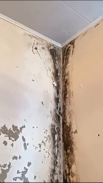 Удаление плесени в Москве и Московской области