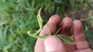 Богомол в Сибири. #поискмонет #монеты #equinox900 #equinox #minelab #металлоискатель #14