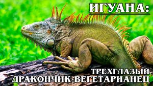 Зеленая Игуана: Рептилия с "Третьим Глазом" | Интересные факты про животных