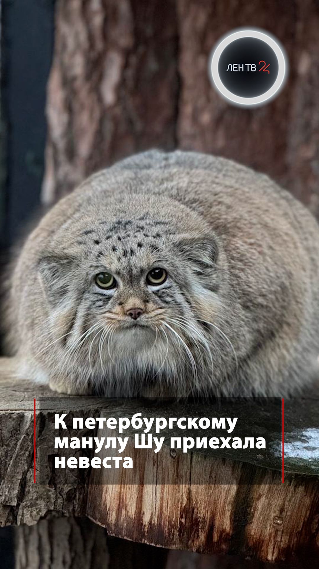 Невеста для манула Шу смотреть онлайн