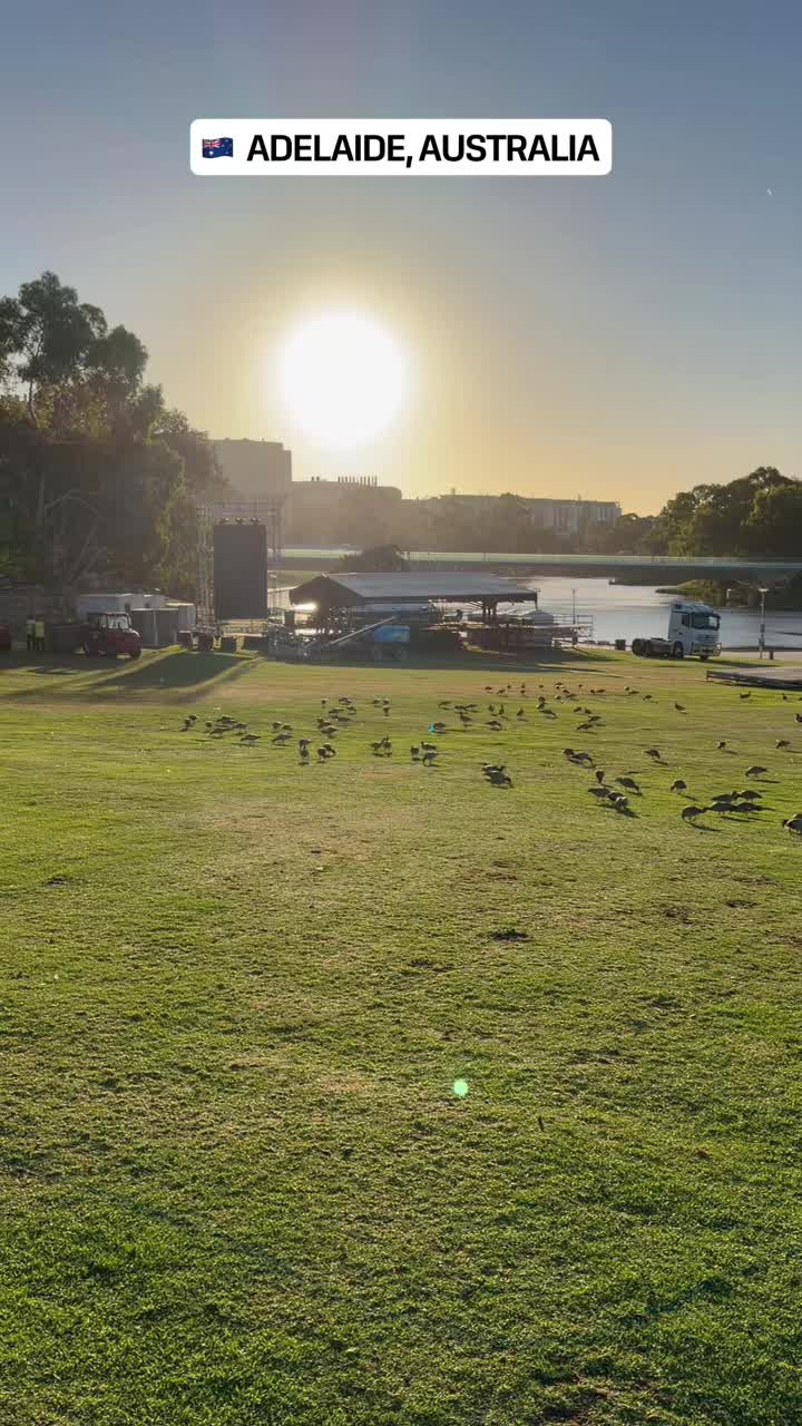 Утки на выпасе смотреть онлайн