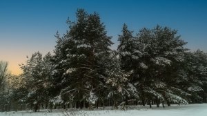 Sony A7III Slog2 - просто вложик