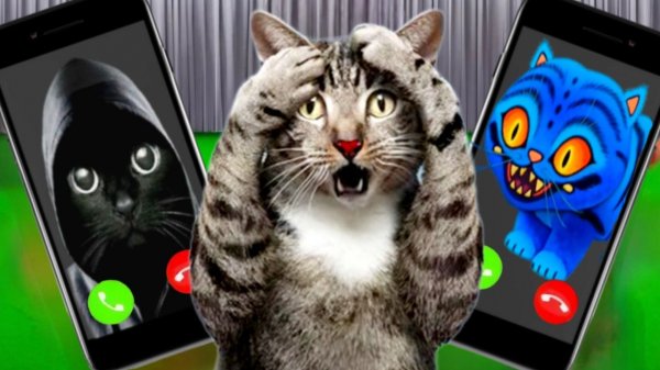 НИКОГДА НЕ ЗВОНИ МАГИЧЕСКИМ КОТАМ В 3 ЧАСА НОЧИ!!!