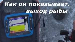 КАК ПОКАЗЫВАЕТ Эхолот CALYPSO ВЫХОДЫ РЫБЫ . Рыбалка с Эхолотом Калипсо FFS-01 Виб Вагнер