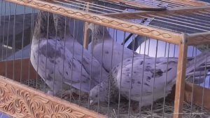 Голубиный рынок 16 апреля 2023 года. Рязань