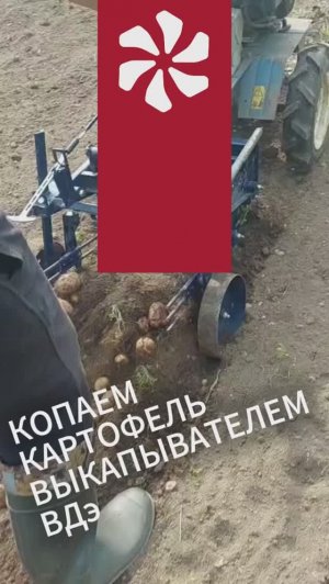 Копаем картофель. Выкапыватель двухэксцентриковый от ВРМЗ.