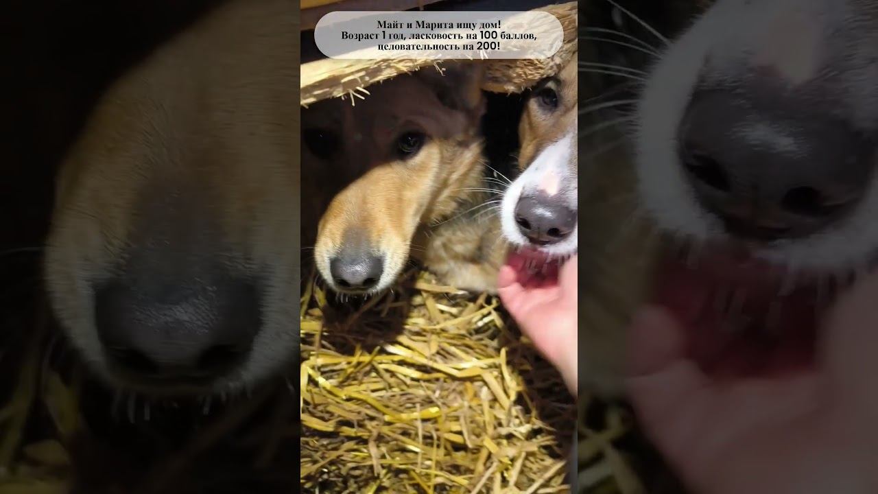 Холодно в морозы. Марита и Майт в поисках чуда. Волонтеры 