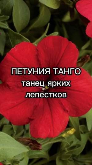 Идеальная серия петунии для озеленения!