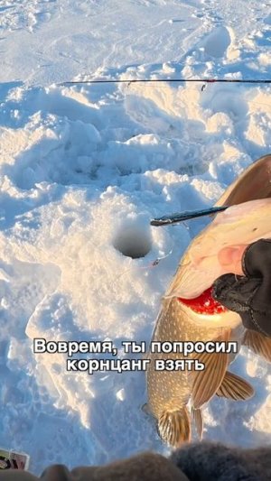 Окунь перестал клевать? Значит ждите щучью мать!🔥 Главное подать правильную приманку!  #teammida