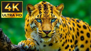 НЕВЕРОЯТНАЯ ЖИЗНЬ ДИКИХ ЖИВОТНЫХ В 4K