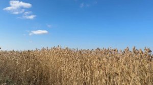 🎼. «Не видно как душа болит , не слышно как она молчит»