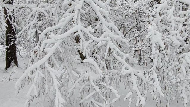 Замирает зимний лес, Полон сказочных чудес. Прихожу сюда порой ... В сказку эту приходи...!