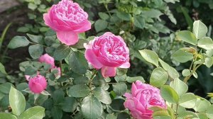 Одна из самых надёжных и любимых роз. Леонардо да Винчи.