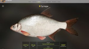 ГУСТЕРА ТРОФЕЙНАЯ!!!СТАРЫЙ ОСТРОГ - РУССКАЯ РЫБАЛКА 4