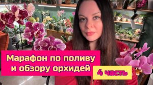 Большой обзор коллекции орхидей фаленопсис из домашней коллекции, заправляю корни и поливаю
