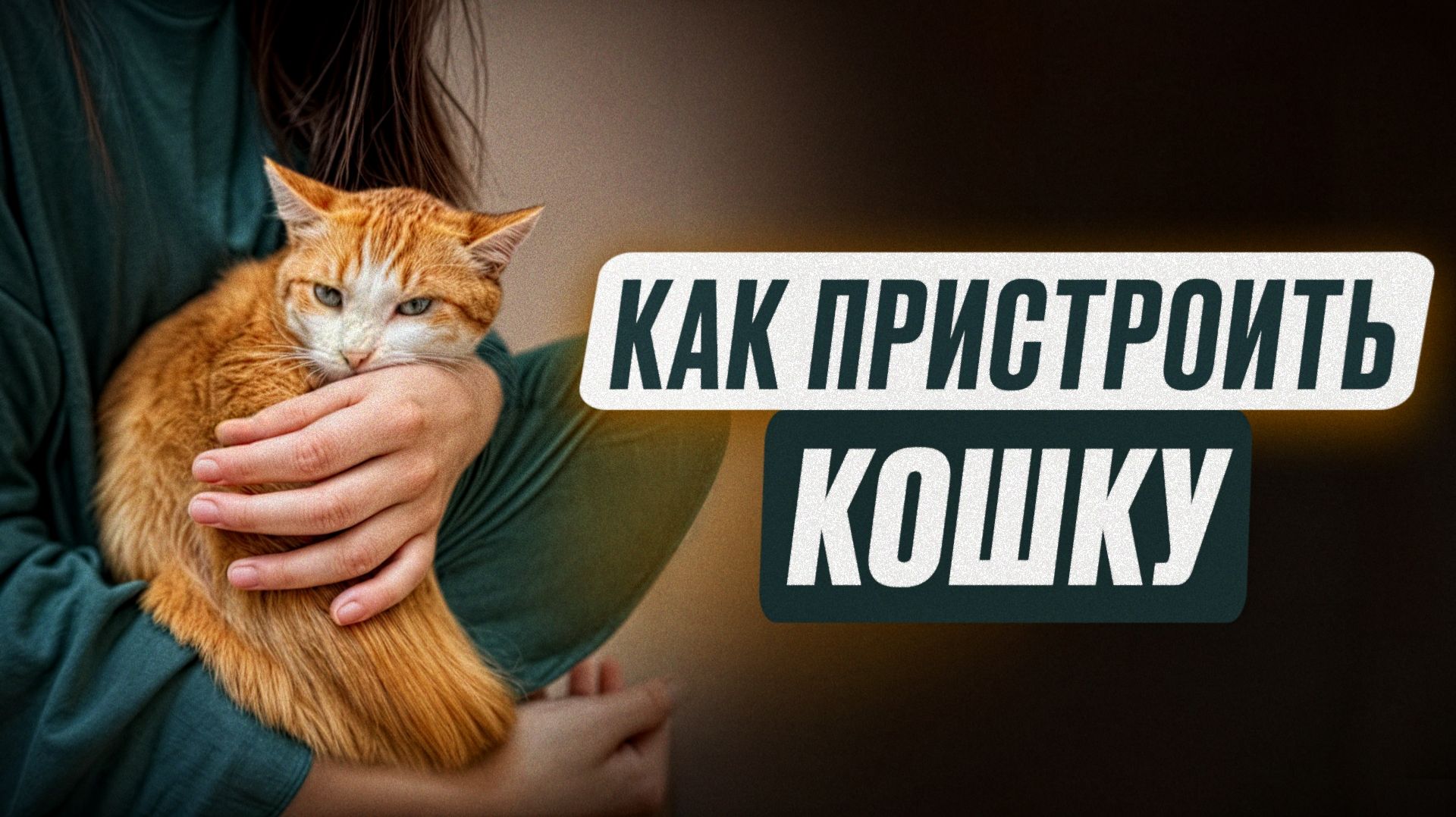 Как пристроить кошку за 4 шага