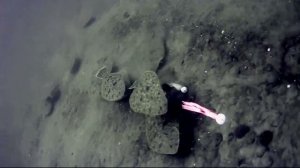 Рыбалка на Камбалу | Рыбалка на Камбалу подводная съёмка