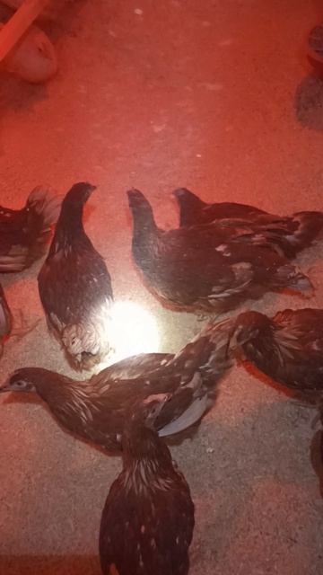 молодки заехали в курятник.