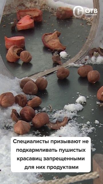 Миндаль, арахис и хлеб - смертельно опасны для белок смотреть онлайн