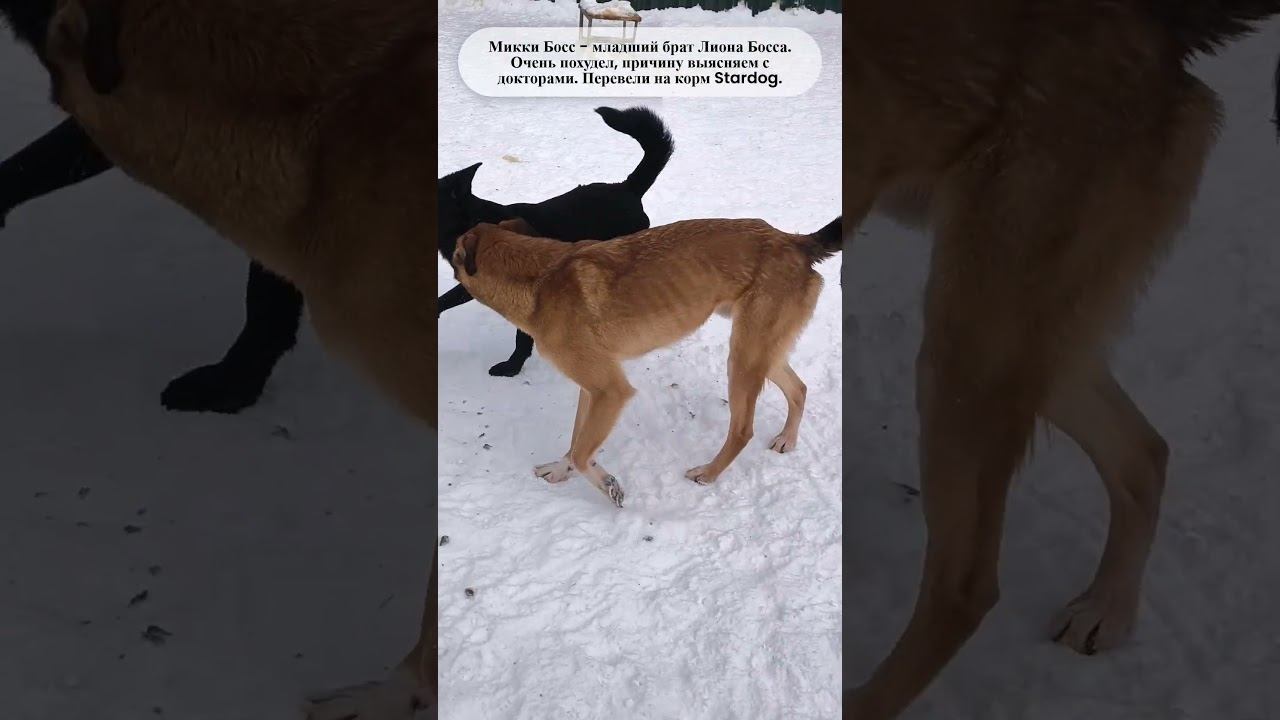 Микки Босс и его сплошные ребра. Волонтеры 