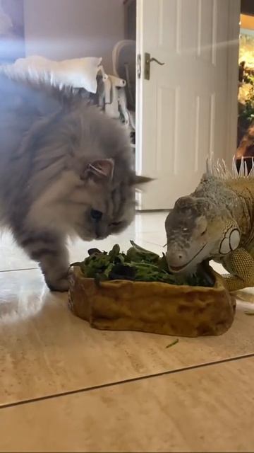 Видео от Красноярская тайга. Фотоловушки