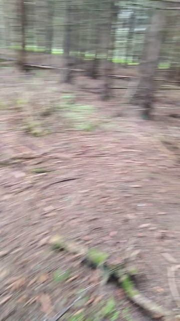 ✔Кто шелушил шишки❓✔