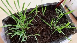 Отращивание монолита с озимой пшеницей.mp4