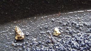 Разведка самородного Золота в золотоносной реке!