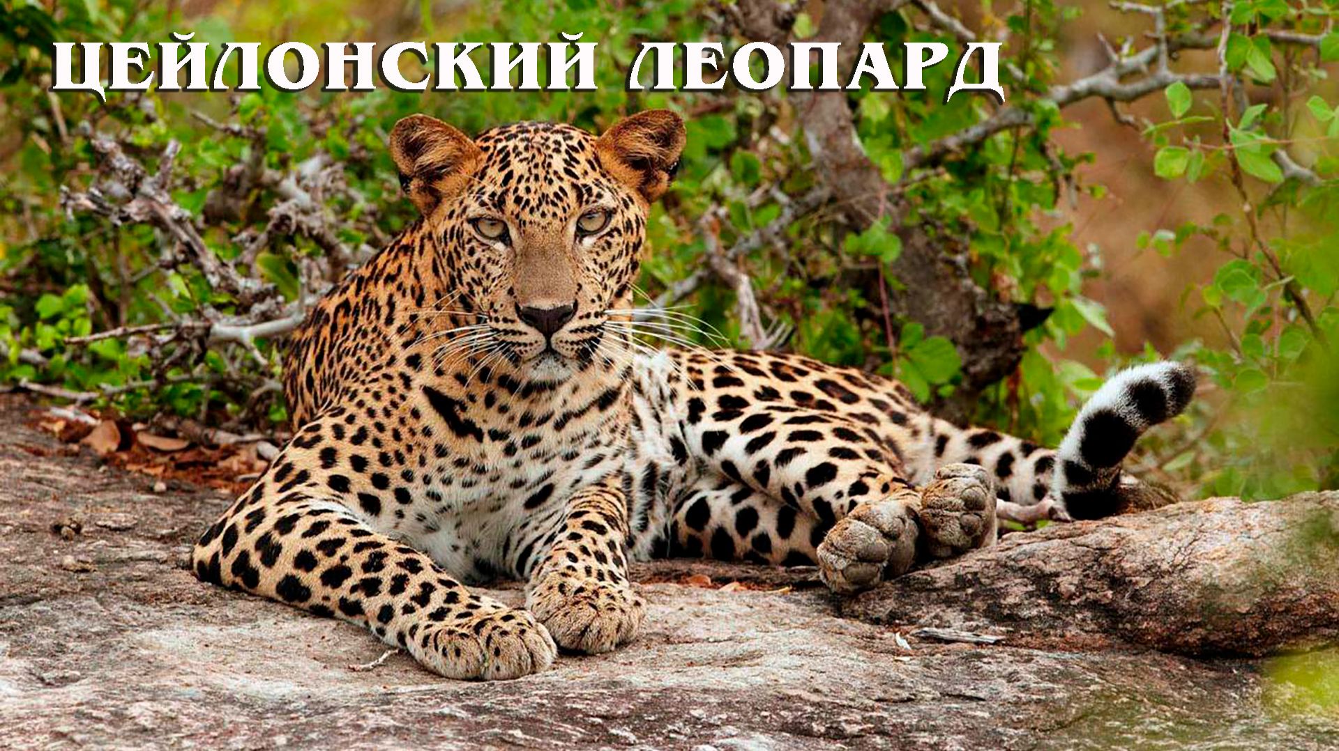 Цейлонский Леопард: Хозяин Острова Шри-Ланка | Интересные факты про леопардов смотреть онлайн
