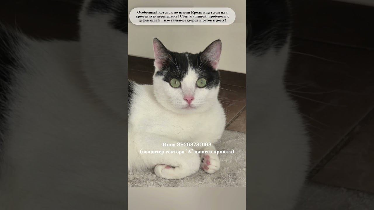 Не пугаться, просто особенный котенок ищет дом! Волонтеры 