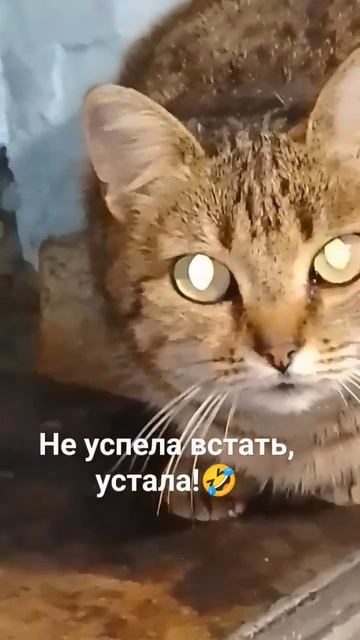 Не доброе утро!😂😻 Юмор с животными. 22-01-2026 смотреть онлайн