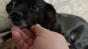 Сладкая парочка твикс