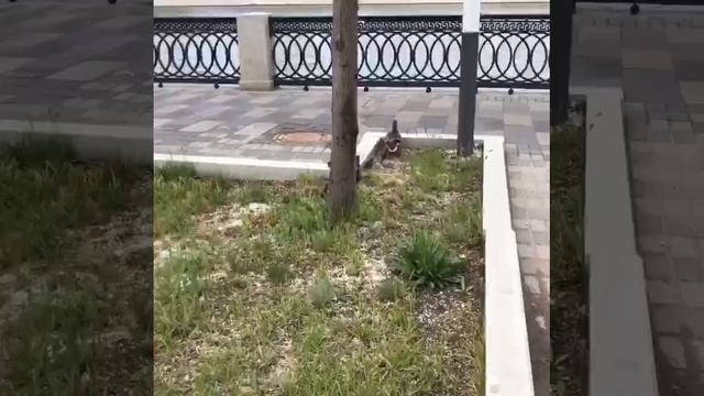 Юмор