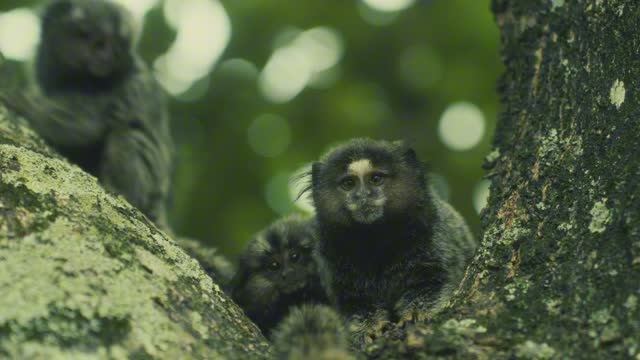 INSPIRIS - Sanctuary of Elements 4K (Official Audio 2026) смотреть онлайн