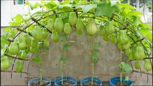 Секрет создания большой и обильной опоры для чайот