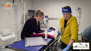 Болезные животики и носики